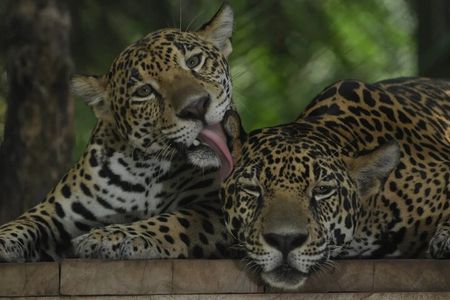  Private Wildlife and Sightseeing Tour to Natuwa Rescue Center