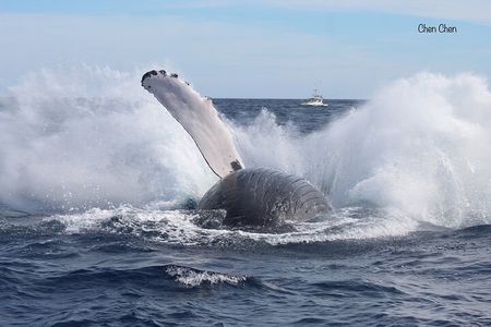 Whale Watching with Hydrophone in Cabo San Lucas