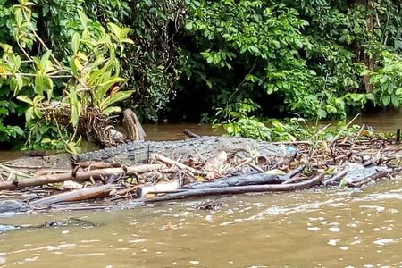 Multi-day all inclusive at Tortuguero with a tour at National Park from San Jose
