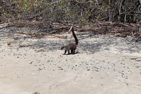 Full day Hiking Manuel Antonio and watching wild life at nature from San Jose