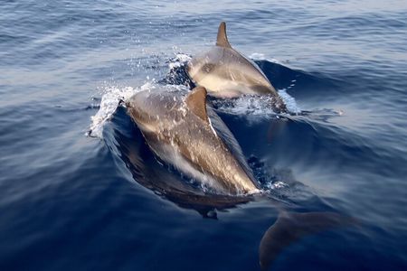 2-Hour Private Dolphin Watching Activity in Taormina