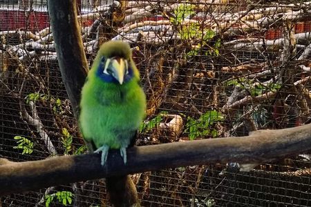 Tour to the Curricancha Reserve in Monteverde, a paradise for birdwatchers from San José