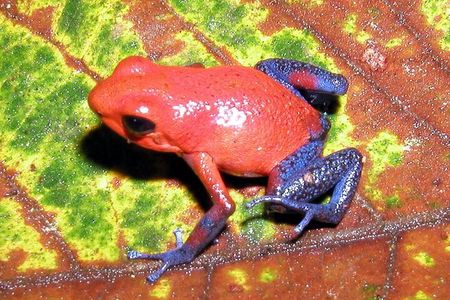 Blue River Waterfall and Rainforest Full Day Tour
