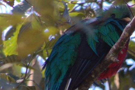 Bird watching in San Gerardo de Dota from San Jose/Alajuela