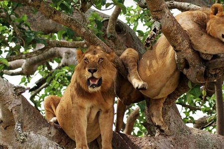 3-Day Safari in Queen Elizabeth National Park Uganda from Kampala