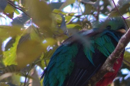 Full day hiking and bird watching at Savegre River San Gerardo near to San Jose