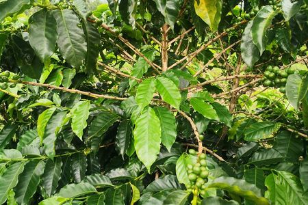 Coffee and Chocolate Walking and Sightseeing Tour at Monteverde Santa Elena