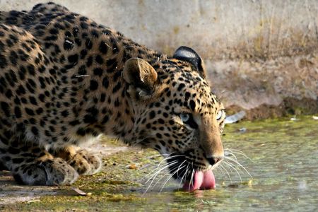 Leopard Wildlife Safari at Amagarh Park Including Transfers