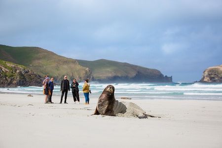 Peninsula Encounters + Wildlife Cruise