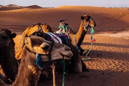 Zagoura Desert 2 Days 1 Night include B&B, Lunch ,transport ,Tent ,Camel Ride 