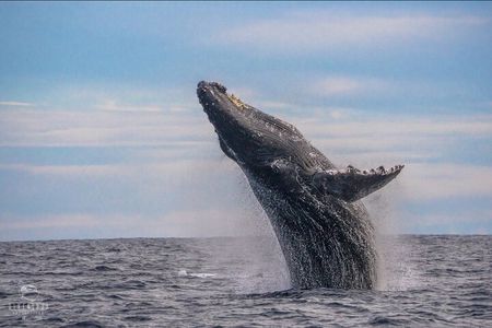 Whale Watching Tour in Cabo San Lucas