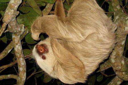 Arenal rain forest night tour 