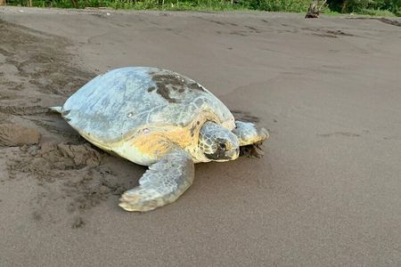 Turtle Watching in Their Natural Habitat in Tortuguero