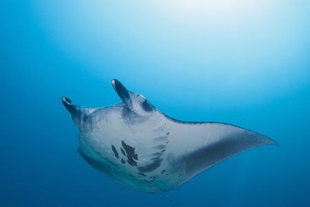 Day Trip snorkeling Nusa Penida - Manta 3 sites (from south bali)