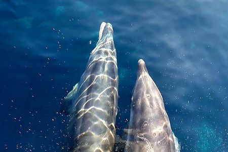 From Sagone/Cargèse: Scandola Calanques Piana Girolata Swimming