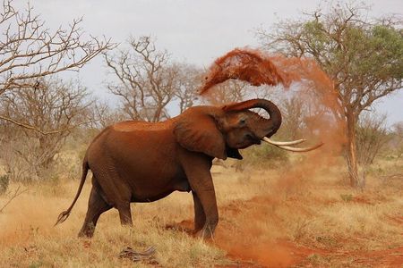 Private Tour: A full day Aquila Safari the big 5 Game Drive
