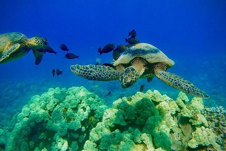 Marine Biologist Guided Snorkel Tour from Shore at Turtle Town