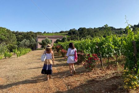 Discover Authentic Flavors of Elba Island: Winery Tour & Tasting