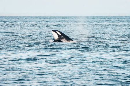 Vancouver Half-Day Whale Watching Adventure with Free Photos