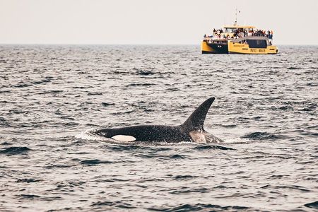 Vancouver Half-Day Whale Watching Adventure with Free Photos
