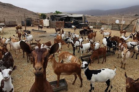 Explore Jabali Life: Mountain Culture, Camel Ranch Visit & Dinner