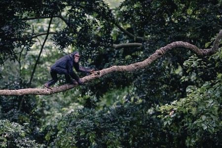 1 Day Ngamba Island chimpanzee tour