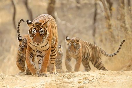 4 Days: Jaipur, Ranthambore & Taj Mahal Tour With Delhi Drop 