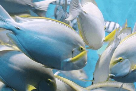 Snorkeling Tour at Land's End in Cabo San Lucas