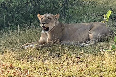3 Day Moremi Safari