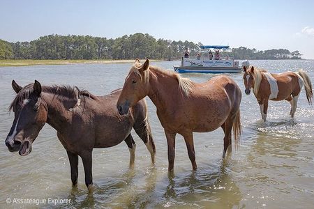 Wild Pony Watching Boat Tour from Chincoteague to Assateague