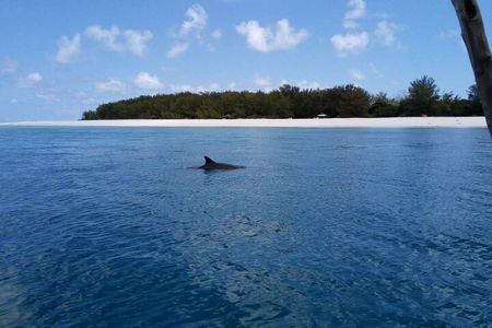 5-Hour Snorkeling, Swimming with Dolphins and Sea Turtles Aquarium