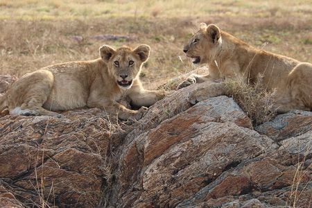 4-Day Private Guided Tanzania Safari Tarangire, Serengeti, Manyara