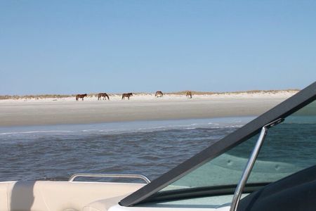 Private Guided Boat Tour up to 6 passengers in Fernandina Beach