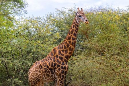 Safari in Bandia Reserve, and Visit the lion in Bandia Ranch