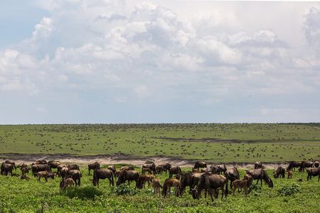6 Days Kenya Tanzania Combined mid - range Safari