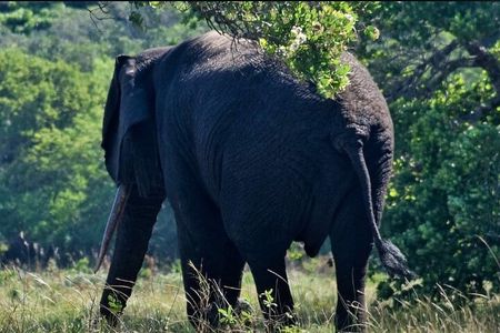 Maputo National Park (Maputo Special Reserve) Full-day Tour