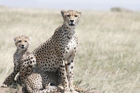 6 Days Kenya Tanzania Combined Safari - Luxury Lodges