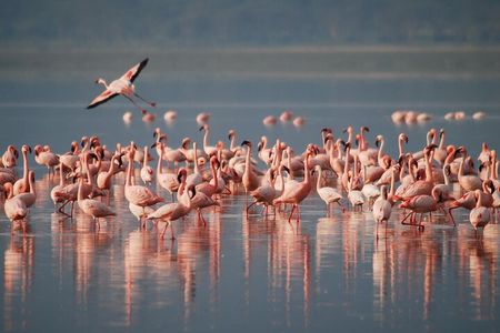 5 Days Northern Tanzania Safari- Lodging
