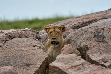 7-Day Midrange Tanzania Safari Adventures (Big 5)