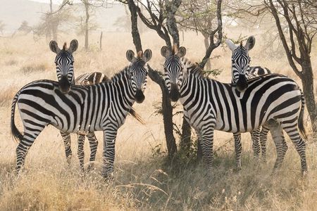 3-Day Luxury Safari Private Tour Tarangire and Ngorongoro