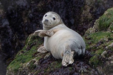 Howth Cliffs and Ireland's Eye Ferry Boat Tour