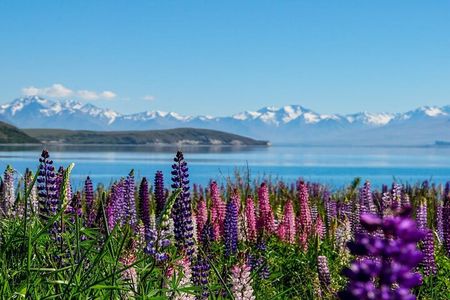 Christchurch to Mt Cook via Lake Tekapo Half-Day Tour (One-Way)