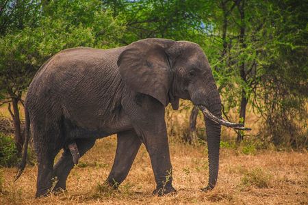 From Zanzibar Day Safari Tour to Mikumi National Park