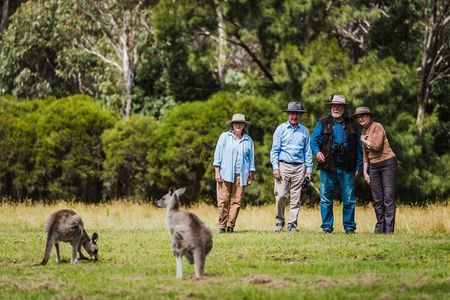Kangaroos and Koala Experience Tour