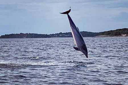 Dolphin Sunset Adventure with Speedboat