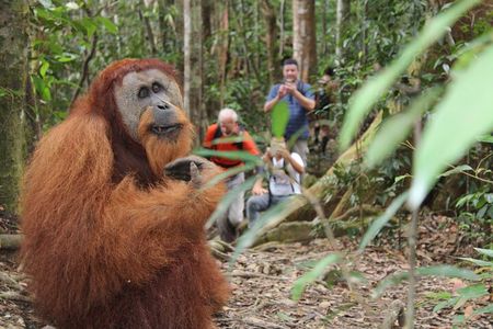 Bukit lawang tour 3days-2 night jungle trekking including rafting