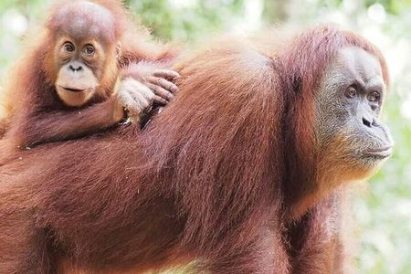 5 Day's 4 Night's jungle Tour trekking in Bukit Lawang 