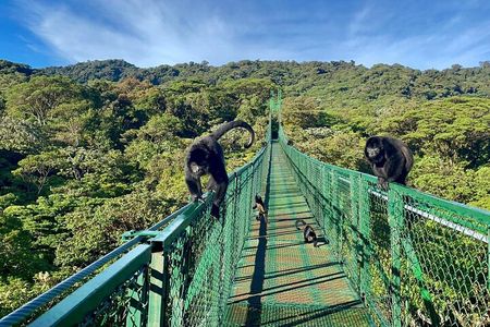 Zipline and Hanging Bridges Combo Tour in Monteverde Cloud Forest