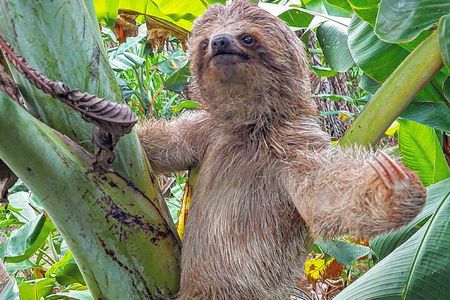 Sloths in the Rain Forest and Safari by the River 