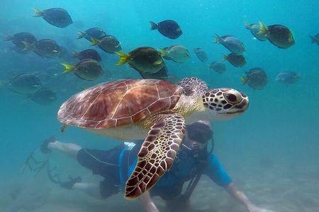 Beginner Scuba Diving with Turtles and Videos, San Juan
